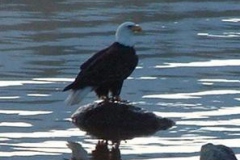 Eagle