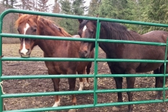 Horses-Louise-Heenan