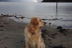 Willie-picture